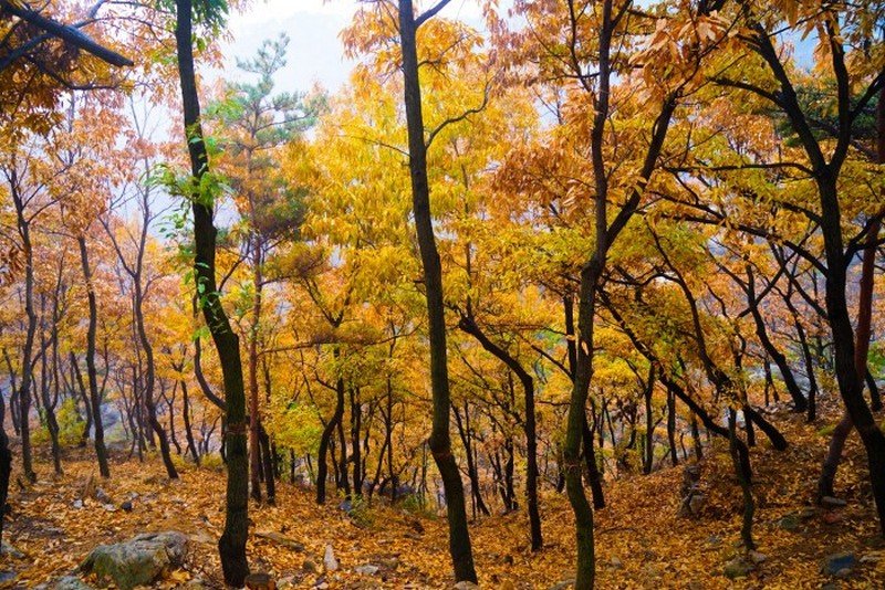 Autumn Mount Tai 3