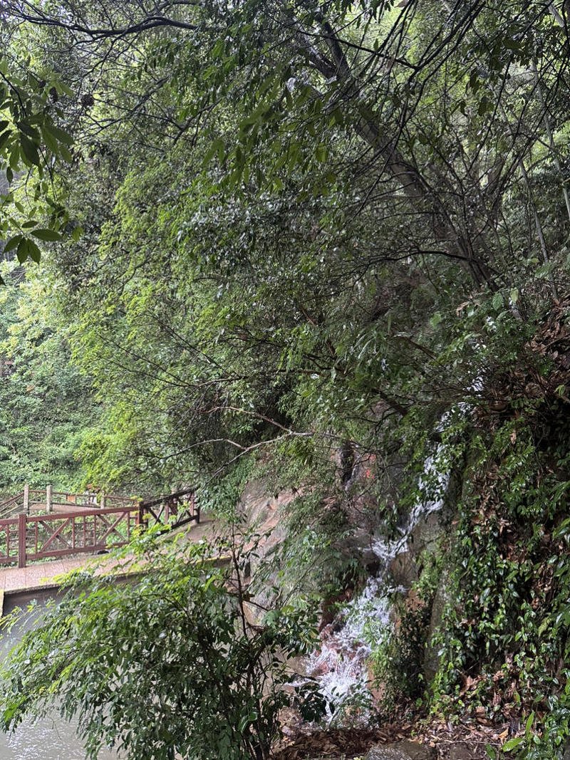 Moganshan 4