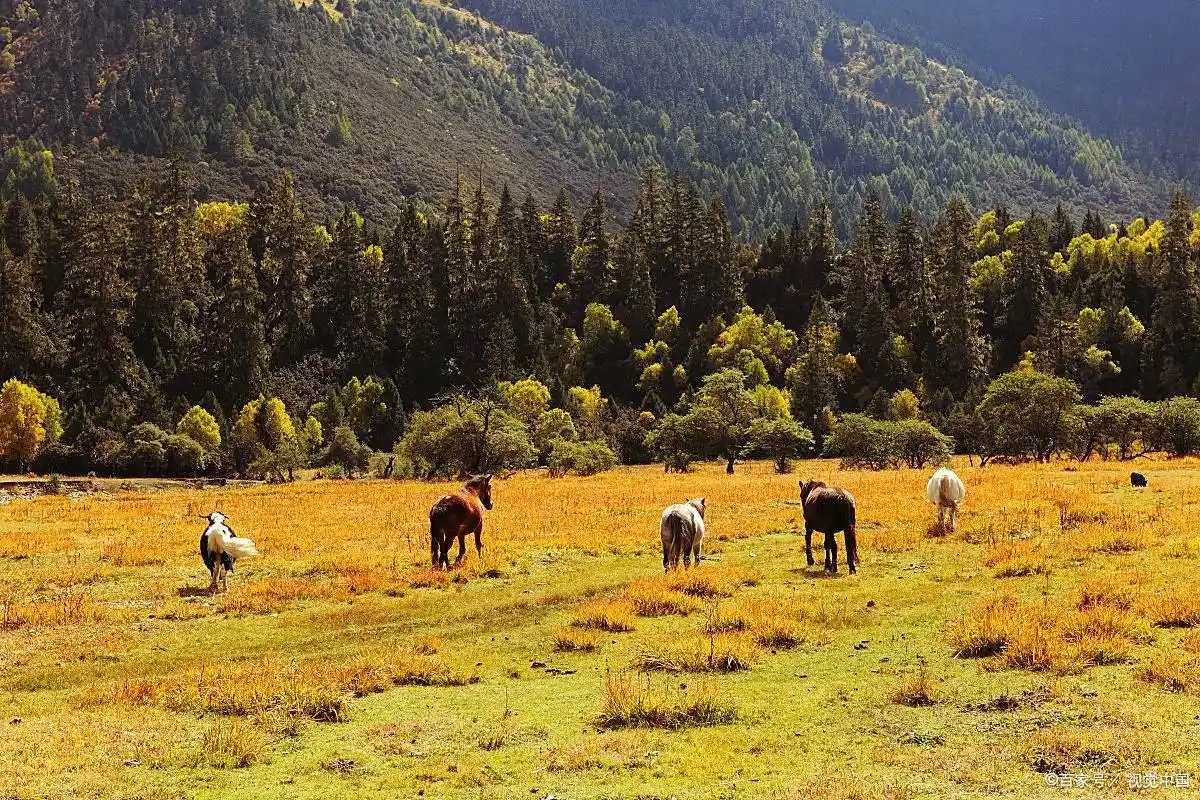 Daocheng Yading Luorong Cattle Farm