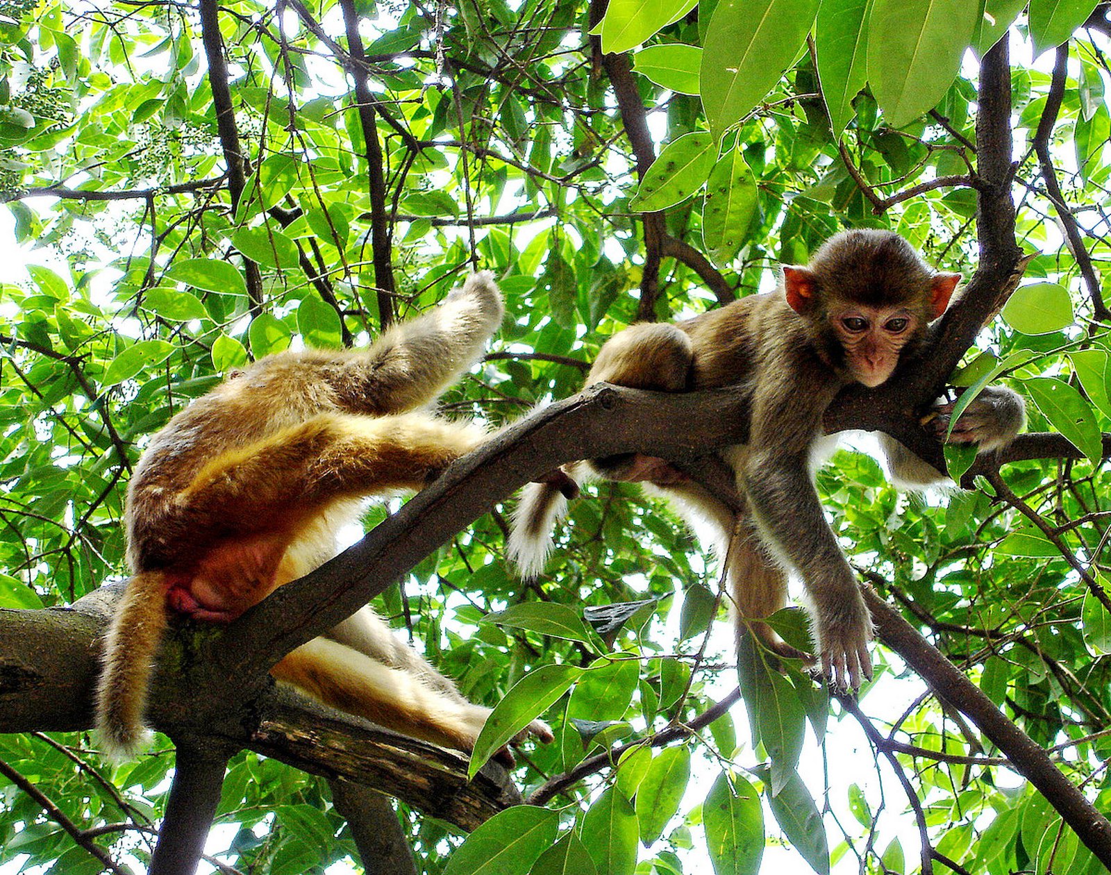 Emei Mountain Monkeys