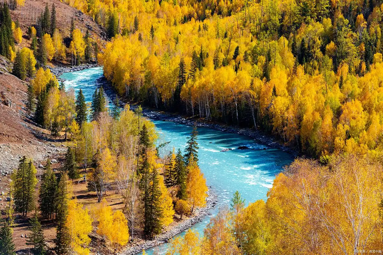 Autumn Forest Of Kanas Lake