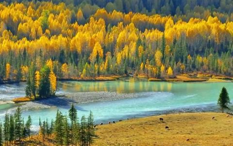 Autumn Scenery Of Kanas Lake