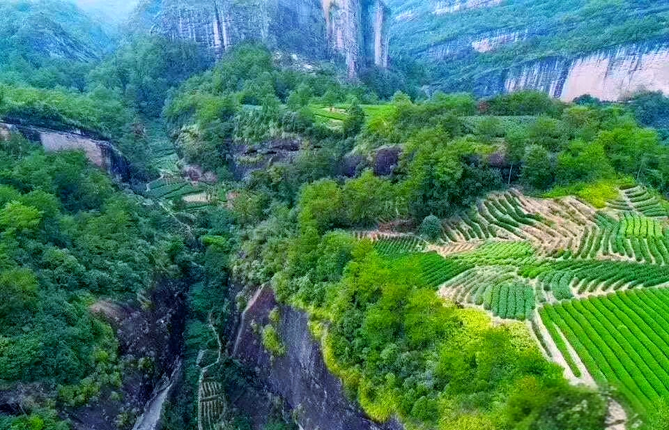 mount wuyi tea mountains